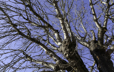 Branche d’arbre