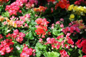 colorful begonia flower