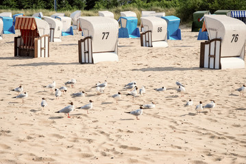 Strandkörbe und Möwen am Bansiner Strand