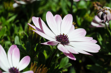 Fiori da Giardino