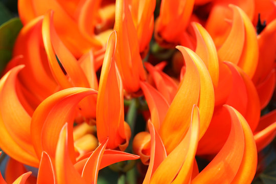 close up of bastard teak flower