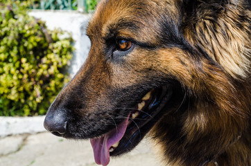 Cane - Pastore Tedesco