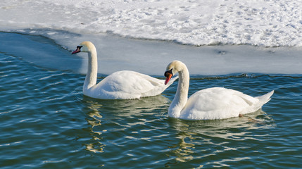 Obraz premium Two mute swan (Cygnus Olor). A pair of mute swans swimming near the ice edge.