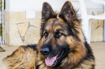 Cane - Pastore Tedesco