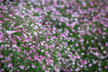 Fototapeta premium colorful gypsophila flower