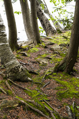 Obraz premium forest floor