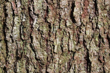 Fototapeta premium Фон сосновой коры