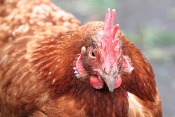 detail of hen (head)