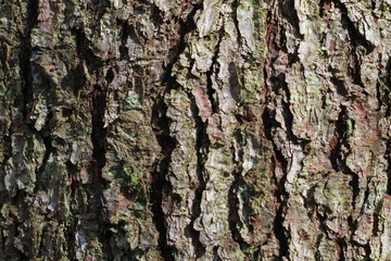 Фон сосновой коры