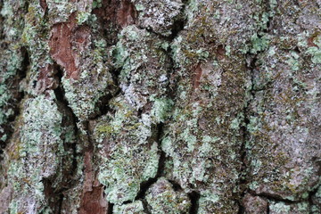 Фон сосновой коры © heshixin