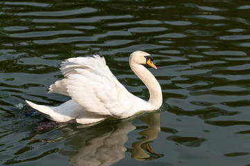 swimming swan