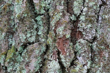 Фон сосновой коры © heshixin