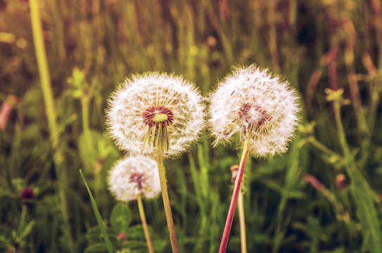 Two dandelion field. Tinted photo