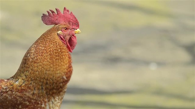 rooster crows screaming