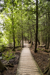 Scenic Pathway Outdoors