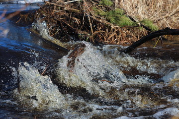 Водопад на бобровой плотине