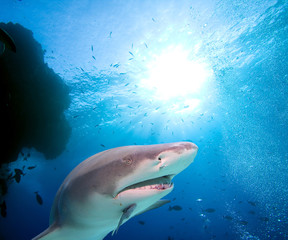 Fototapeta premium Lemon Shark and school of fish