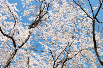 満開の桜