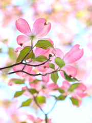 ハナミズキ　満開