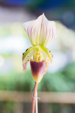 Beautiful orchid