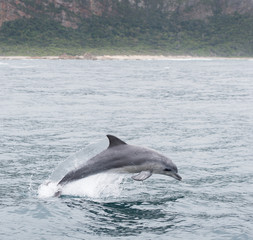 Delfine springen im Meer in Südafrika bei Hermanus