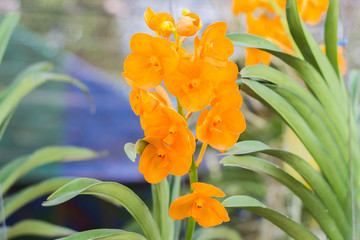 Beautiful orchid