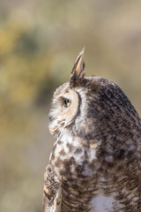 Great Horned Owl