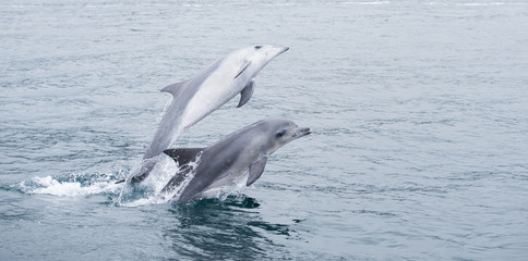 Delfine springen im Meer in Südafrika bei Hermanus © Beate Rhomberg