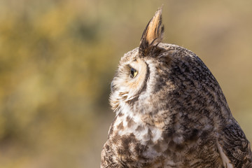 Great Horned Owl