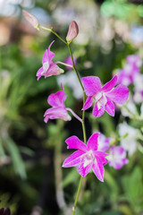 Beautiful orchid