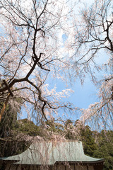 福星寺のしだれ桜