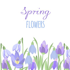 Early spring purple crocus and snowdrops nature beauty flowers vector. 
