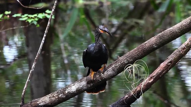 Anhinga, Anhinga anhinga, with a fish