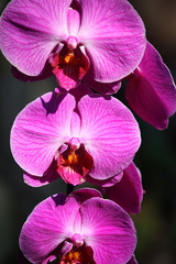 close up of purple phalaenopsis flower