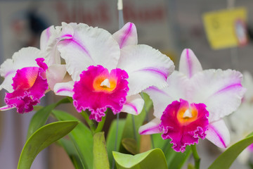 Beautiful orchid
