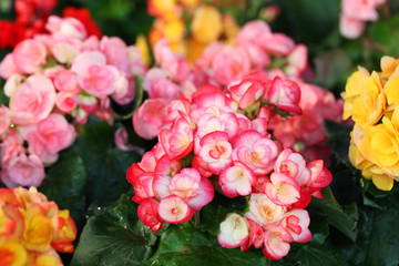 close up of colorful begonia flower