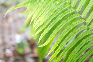 Green fern leaves