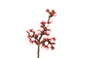 Apricot branch in flowers