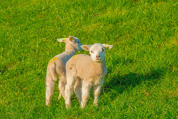 Obraz premium Lamb on a dike in sunlight in spring 
