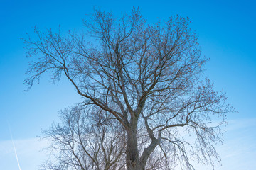 Canopy of a tree at sunrise in early spring