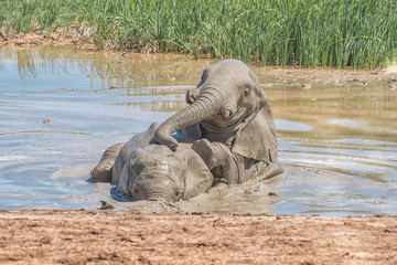 Elephants playing in a waterhole