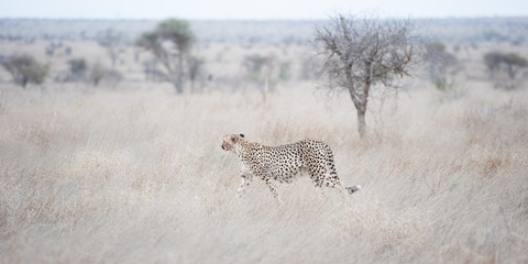 Gepard mit blutverschmiertem Maul im Krüger Nationalpark, Südafrika © Beate Rhomberg