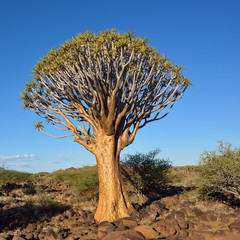 Quiver Tree Forest Namibia