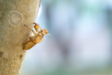 Empty cicada shell