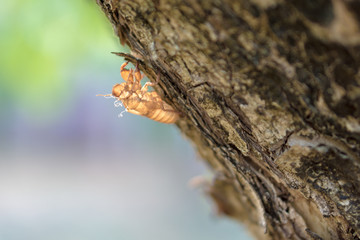 Empty cicada shell