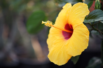 colorful hibiscus flower
