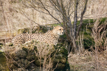 Fototapeta na wymiar Cheetah in the bush