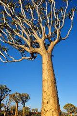 Quiver Tree Forest Namibia