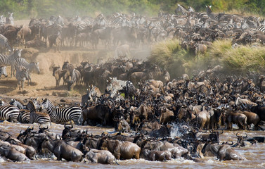 Naklejka na ściany i meble Wildebeests are crossing Mara river. Great Migration. Kenya. Tanzania. Masai Mara National Park. An excellent illustration.