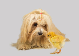 Hund Havaneser mit Küken